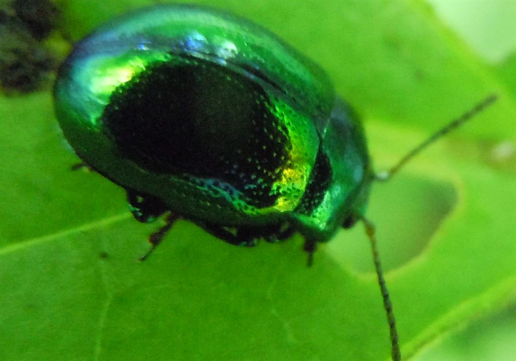 Chrysolina herbacea?